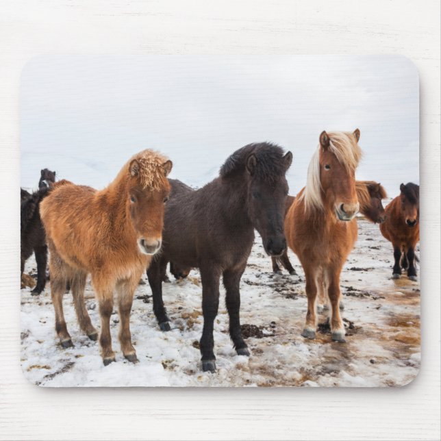Tapis De Souris Cheval islandais en hiver en Islande (Devant)