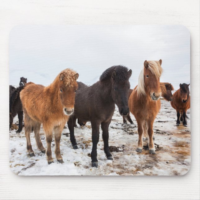 Tapis De Souris Cheval islandais en hiver Islande (Devant)