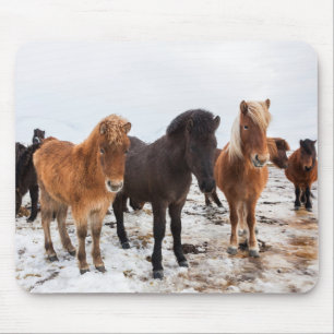 Tapis De Souris Cheval islandais pendant l'hiver en Islande