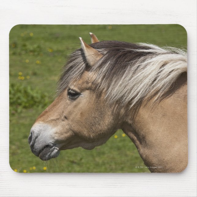 Tapis De Souris Cheval norvégien du fjord (Devant)