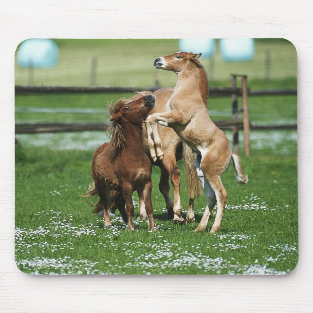 Tapis De Souris Chevaux 3 (Devant)