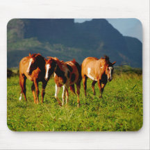 Chevaux de Kauai