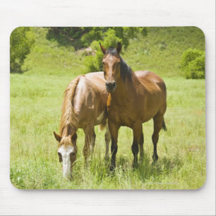 Tapis De Souris Chevaux en vallée de San Rafael, Arizona