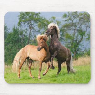 Tapis De Souris Chevaux islandais jouant et élevant