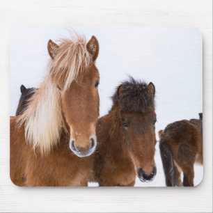 Tapis De Souris Chevaux Islandais mignons ensemble