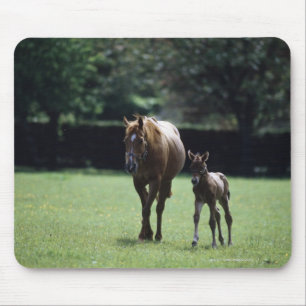 Tapis De Souris Chevaux - pur sang, jument et poulain,