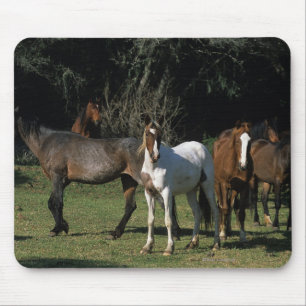 Tapis De Souris Chevaux sauvages 1 de mustang