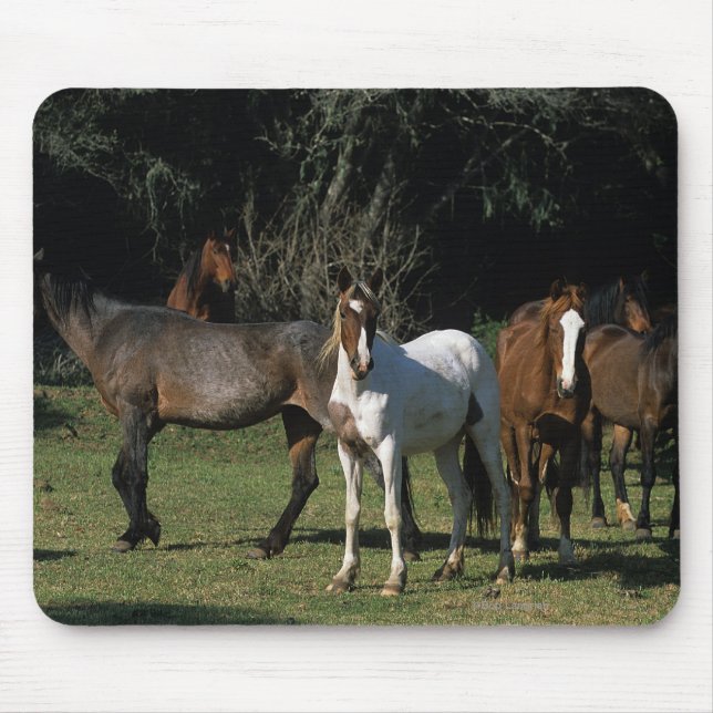 Tapis De Souris Chevaux sauvages 1 de mustang (Devant)