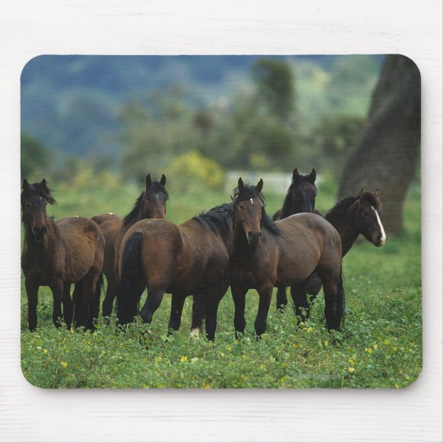 Tapis De Souris Chevaux sauvages 3 de mustang (Devant)