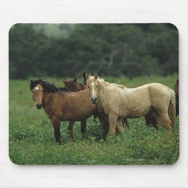 Tapis De Souris Chevaux sauvages 4 de mustang (Devant)