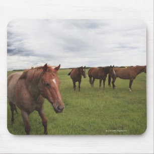 Tapis De Souris Chevaux sur un champ