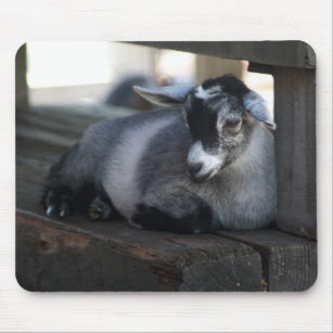 Cadeaux Chevre De Bebe Zazzle Fr