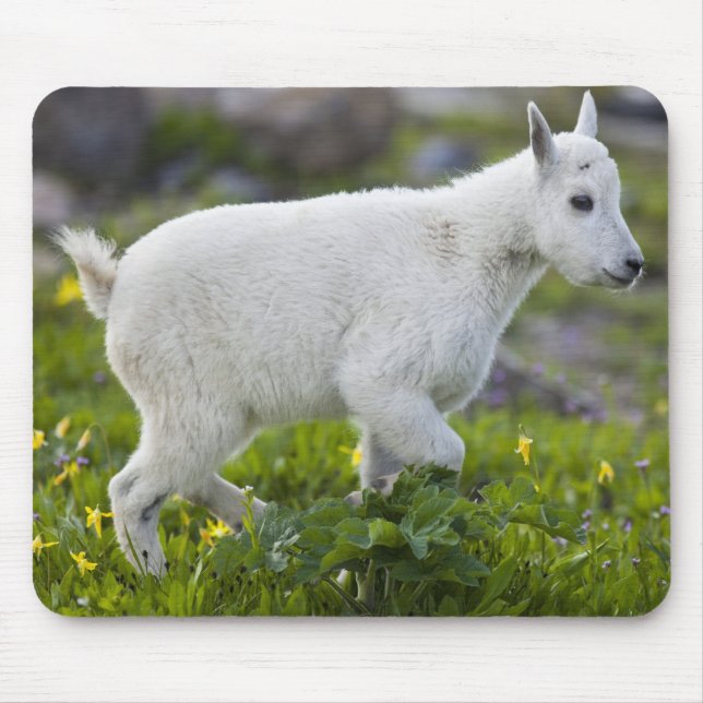Tapis De Souris Chevreau au col Logan dans Glacier (Devant)