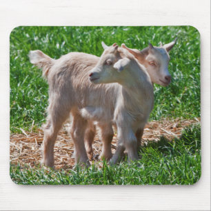 Tapis de souris Chevreaux de chèvre naine