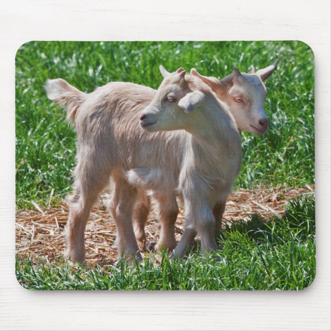 Tapis de souris Chevreaux de chèvre naine (Devant)