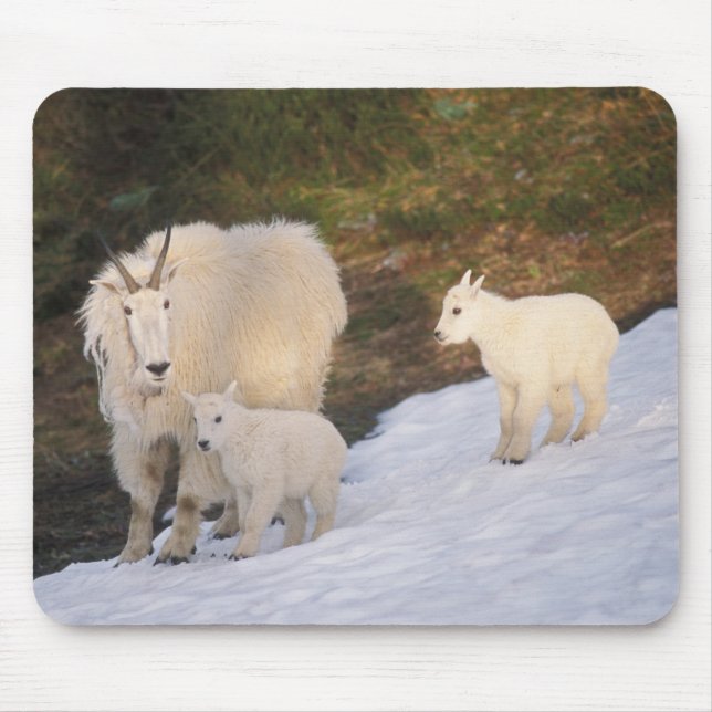Tapis De Souris chèvres des montagnes (Devant)
