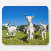 Tapis De Souris Chevre Blanche De Bebe Drole De Chevre Sautant Zazzle Fr