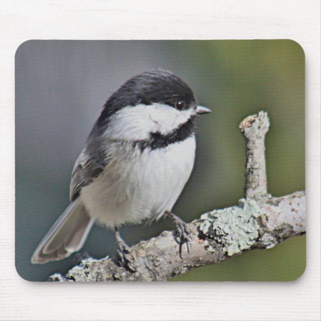 Tapis De Souris Chickadee (Devant)
