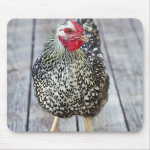 Tapis De Souris Chicken on deck, Silver Laced Wyandotte