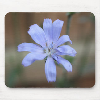 Tapis De Souris Chicorée (Cichorium intybus)