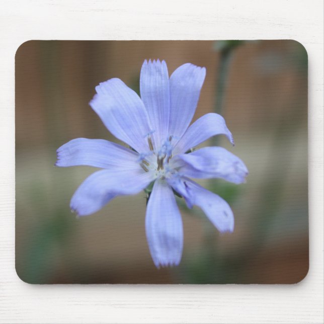 Tapis De Souris Chicorée (Cichorium intybus) (Devant)