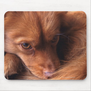 Tapis De Souris chien