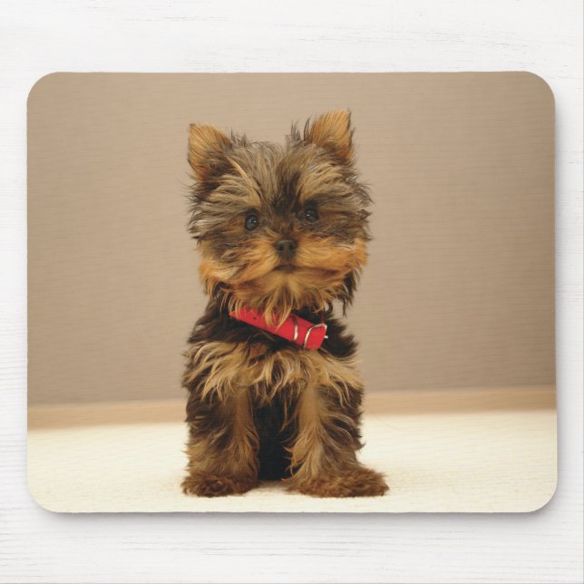 Tapis De Souris chien1 (Devant)