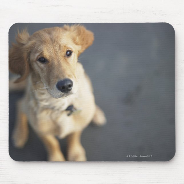 Tapis De Souris Chien cherchant (Devant)