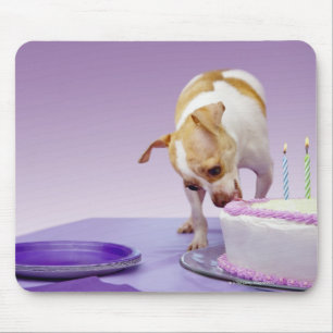 Tapis De Souris Chien (chihuahua) mangeant un gâteau d'anniversair