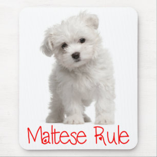 Tapis de souris Chien Chiot Maltais Blanc