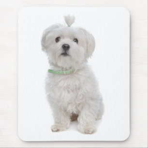 Tapis de souris Chien chiot maltais blanc