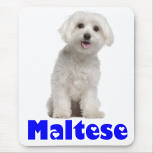 Tapis de souris Chien chiot Maltais blanc