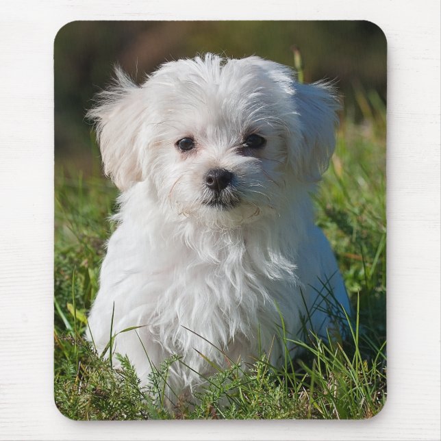 Tapis De Souris Chien chiot maltais blanc mou (Devant)