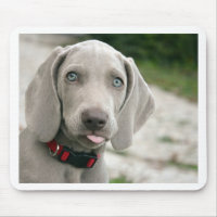 Chien collant la langue