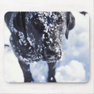 Tapis De Souris Chien couvert dans la neige