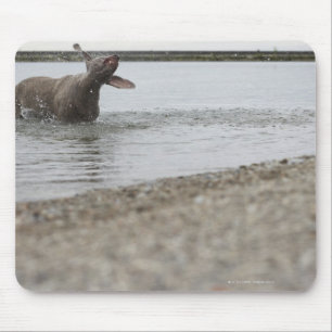 Tapis De Souris Chien dans le lac secouant outre de l'eau