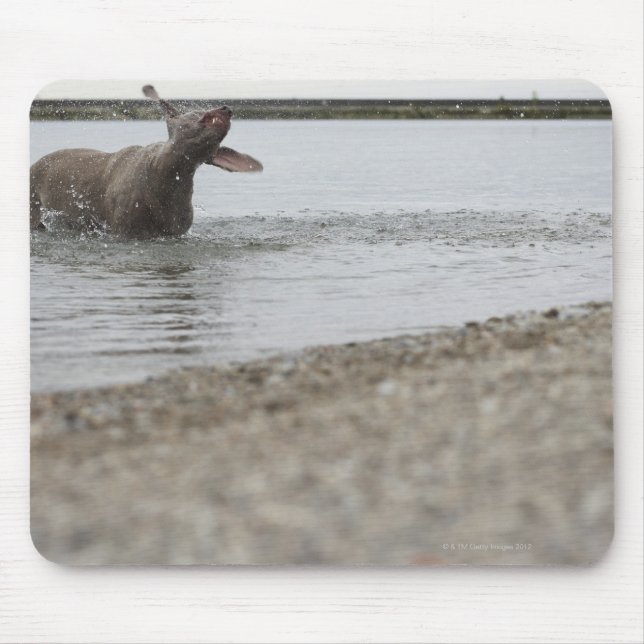 Tapis De Souris Chien dans le lac Secouer l'eau (Devant)