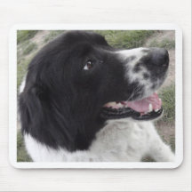 Chien de berger bulgare de Sara