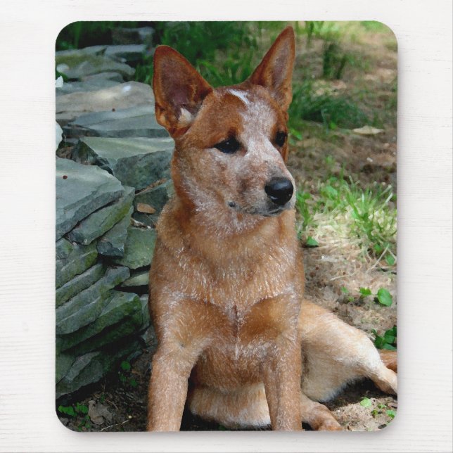 Tapis De Souris Chien de bétail (Devant)
