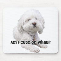 Chien de Bichon Frise