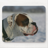 Chien de boxeur dans la neige
