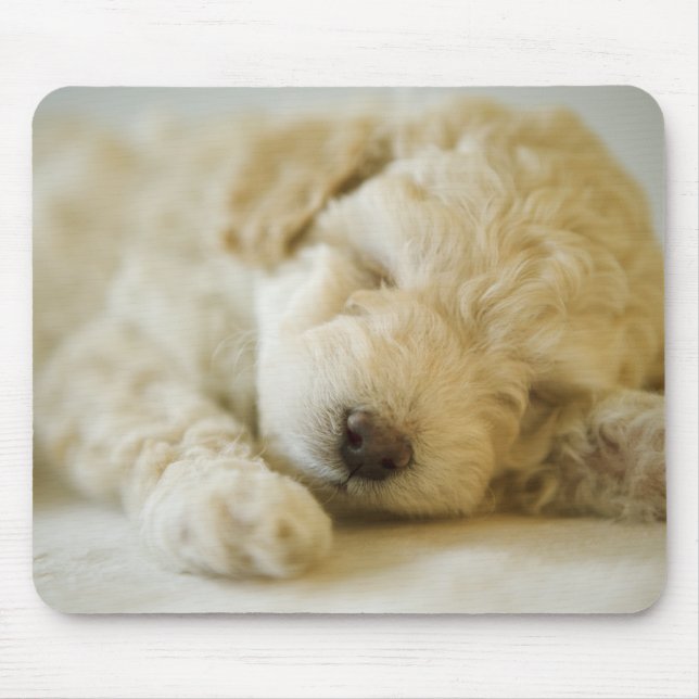 Tapis De Souris Chien de caniche couché 2 (Devant)