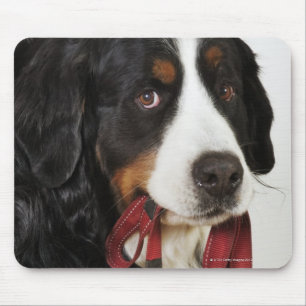 Tapis De Souris Chien de montagne de Bernese (Berner Sennenhund)