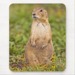 Tapis De Souris Chien de prairie à queue noire Cynomys