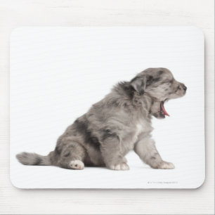 Tapis De Souris Chien de Pyrénées (4 semaines)