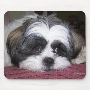 Tapis De Souris Chien de Shih Tzu