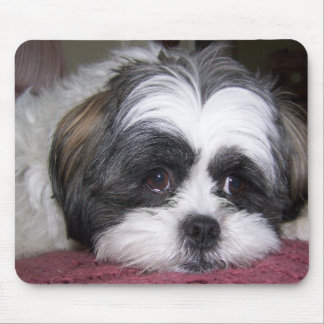 Tapis De Souris Chien de Shih Tzu