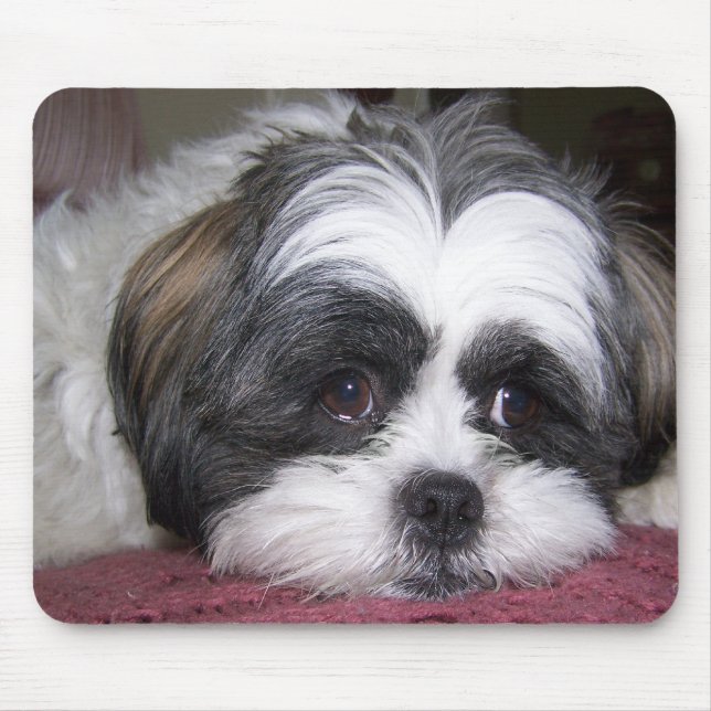 Tapis De Souris Chien de Shih Tzu (Devant)
