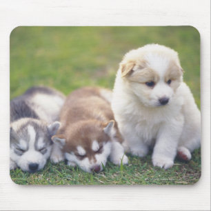 Tapis De Souris Chien de traîneau sibérien ; Une race de chien