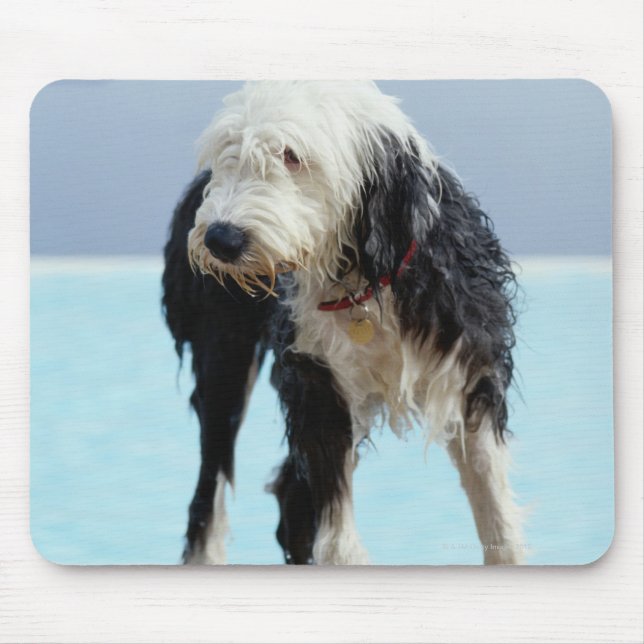 Tapis De Souris Chien humide près d'une piscine (Devant)